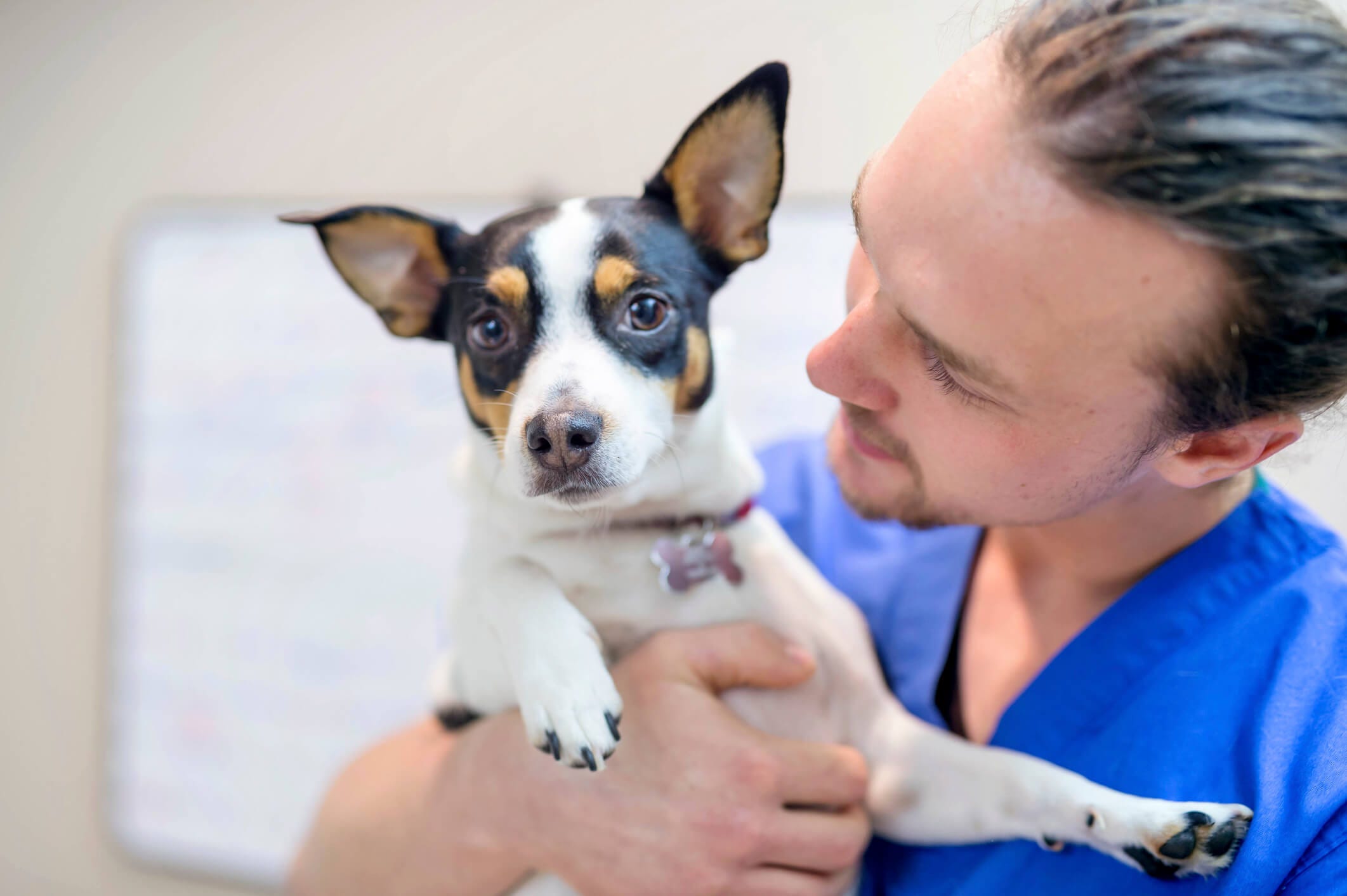Colágeno UC-II também melhora dores articulares de animais. Confira!