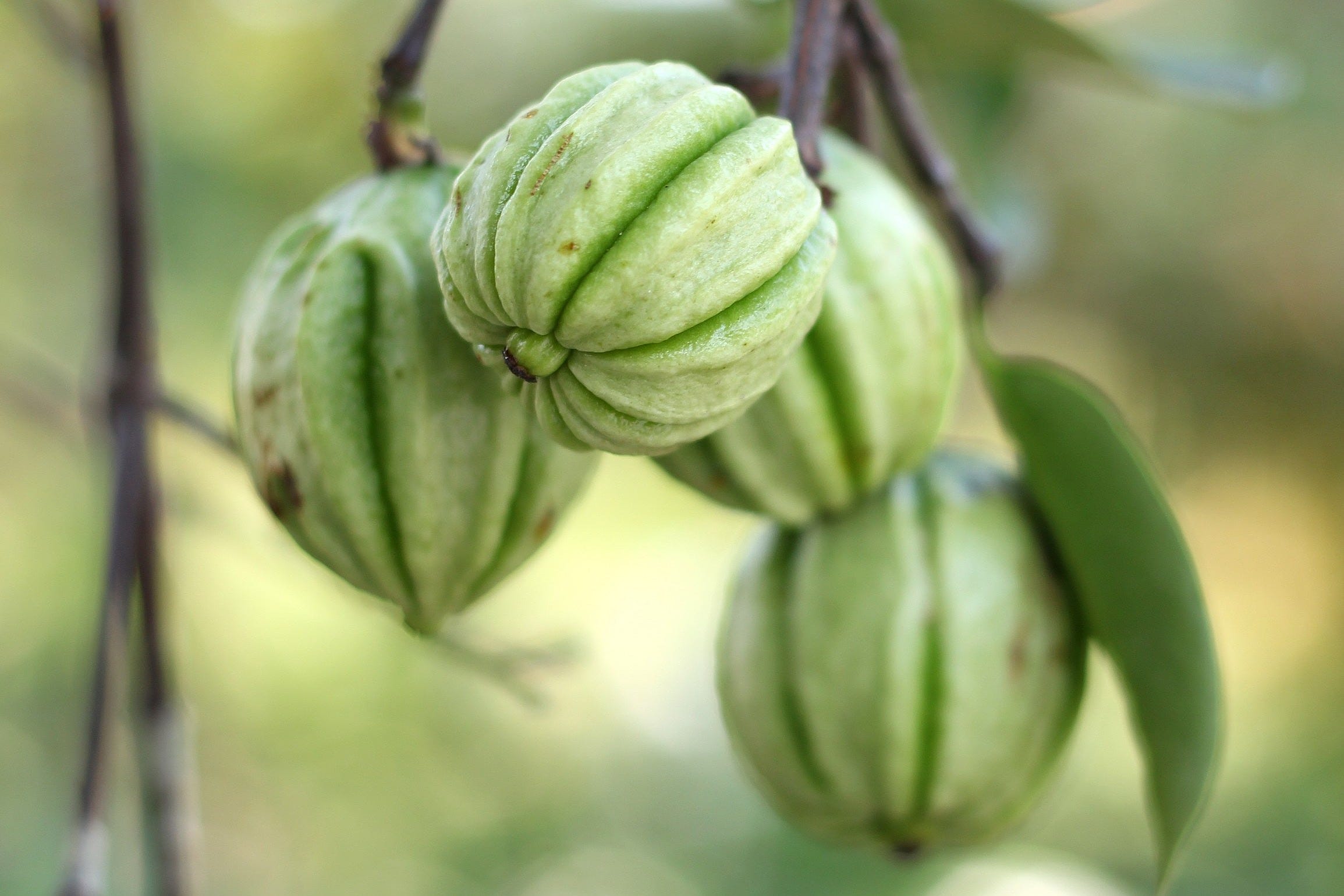 4 benefícios da Garcinia Cambogia que você provavelmente não sabia