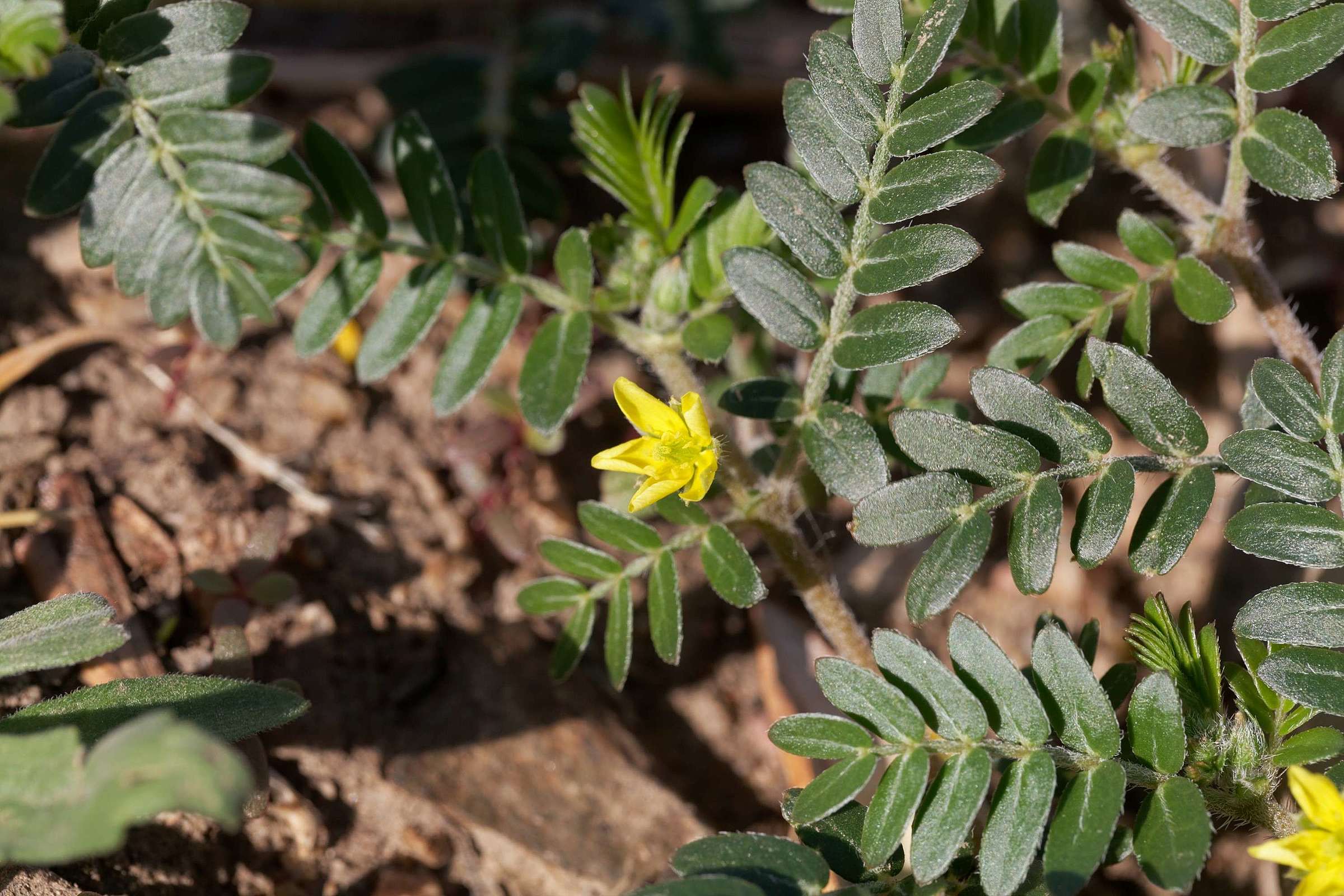 Tribulus Terrestris: entenda para que serve e como usar!