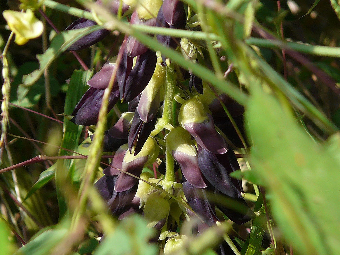 O que é a Mucuna e quais os benefícios para o dia a dia?